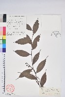 尾葉越橘藏品圖，第1張