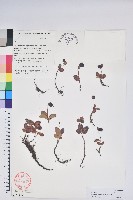 大苞越橘藏品圖，第1張