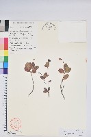 大苞越橘藏品圖，第1張