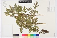 登錄號:S176027藏品圖，第1張