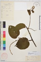 毛咀簽藏品圖，第1張