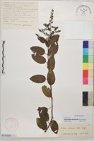 多花勾兒茶, 多花黃鱔藤藏品圖，第1張