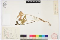 保山烏頭藏品圖，第1張