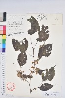 領春木藏品圖，第1張