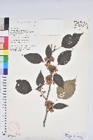 領春木藏品圖，第1張