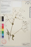 多葉唐松草藏品圖，第1張