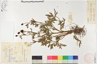 茴茴蒜藏品圖，第1張