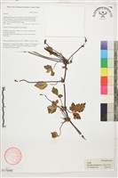 繡球藤藏品圖，第1張