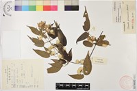 滇川鐵線蓮藏品圖，第1張