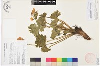 密毛銀蓮花藏品圖，第1張