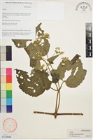 毛木通藏品圖，第1張