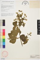 毛木通藏品圖，第1張