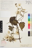 毛木通藏品圖，第1張