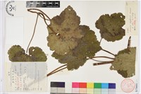 水棉花藏品圖，第1張