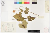 水棉花藏品圖，第1張