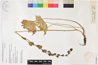 保山烏頭藏品圖，第1張