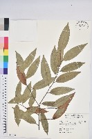 火燒柯、栲樹藏品圖，第1張