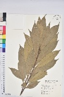 大葉石櫟、大葉校栗藏品圖，第1張