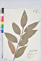 細刺苦櫧、草野錐果藏品圖，第1張