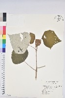 白匏子藏品圖，第1張