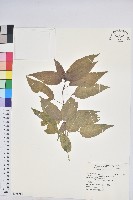 山靛藏品圖，第1張