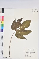 廣東油桐、皺桐藏品圖，第1張