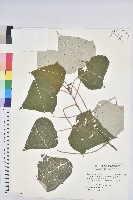 白匏子藏品圖，第1張