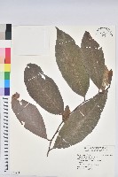 刺杜密藏品圖，第1張