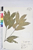 三斗石櫟藏品圖，第1張