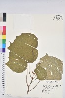 野桐藏品圖，第1張