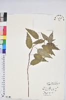 山靛藏品圖，第1張