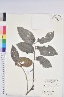 紅毛饅頭果藏品圖，第1張