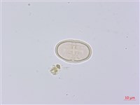 峨參藏品圖，第2張