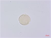 峨參藏品圖，第3張