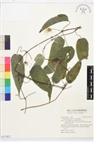 亨利氏鐵線蓮藏品圖，第1張