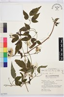 巴氏鐵線蓮藏品圖，第1張