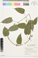 亨利氏鐵線蓮藏品圖，第1張