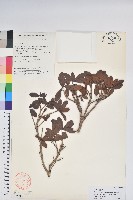 毛背雲霧杜鵑藏品圖，第1張