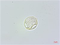 長葉苧麻藏品圖，第2張