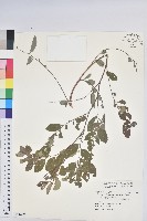 白飯樹藏品圖，第1張