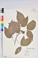 茄苳、重陽木藏品圖，第1張