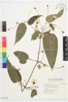 亨利氏鐵線蓮藏品圖，第1張