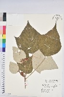 白匏子藏品圖，第1張