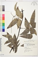 柱果鐵線蓮藏品圖，第1張