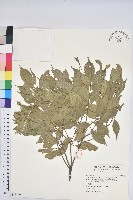 油葉石櫟藏品圖，第1張