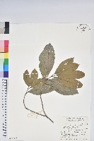 台灣魚藤藏品圖，第1張