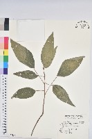 粗糠柴藏品圖，第1張