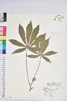 樹薯、木薯藏品圖，第1張