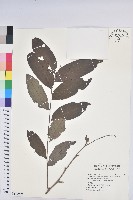 裡白饅頭果藏品圖，第1張