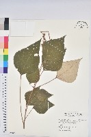 白匏子藏品圖，第1張